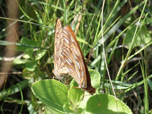 Réf. 245 836 : Agraulis vanillae